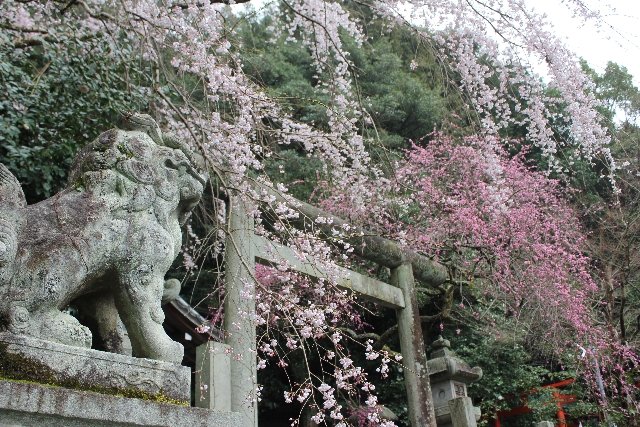 tanteinikki kinunjinjya ootoyojinjya