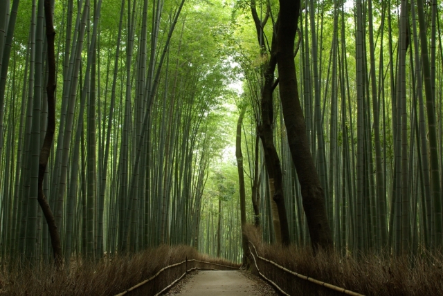 tanteinikki kinunjinjya sagano