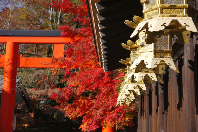 tanteinikki kinunjinjya shimogamojinjya2