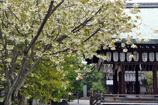 tanteinikki kinunjinjya shiraminejinguu