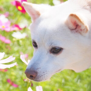 ハナ