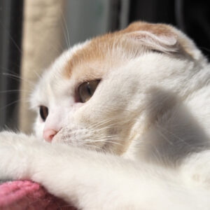 あんこ