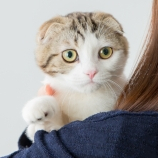 ルル