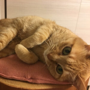 おはぎ