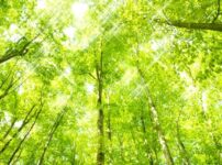【占う基準日と効果のピーク・増幅法】1番効果的な気学実践