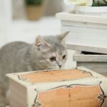 tanteinikki A000 min