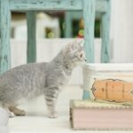 kaisou privacy policy min