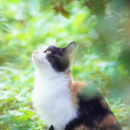 【1966年（昭和41年）】ヒット曲年間ランキングBEST30 のんびり探偵の回想