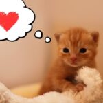 kaisou otoiawase min