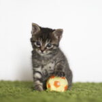 【大人女子のtotoBIG入門】｜“当たりやすい買い方”をやさしく3つだけ