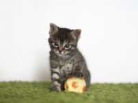 【大人女子のtotoBIG入門】｜“当たりやすい買い方”をやさしく3つだけ