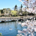 【東京吉祥寺~永福町】水辺の“縁”をそっとたどる金運神社4社のやさしい散歩 2 桜の枝越しに水面と橋が見える井の頭公園の春の情景(吉祥寺~永福町の“水辺の縁”をそっと巡るやさしい散歩)