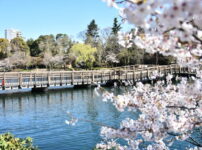 桜の枝越しに水面と橋が見える井の頭公園の春の情景（吉祥寺～永福町の“水辺の縁”をそっと巡るやさしい散歩）