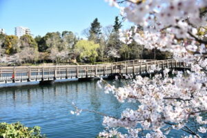 桜の枝越しに水面と橋が見える井の頭公園の春の情景（吉祥寺～永福町の“水辺の縁”をそっと巡るやさしい散歩）
