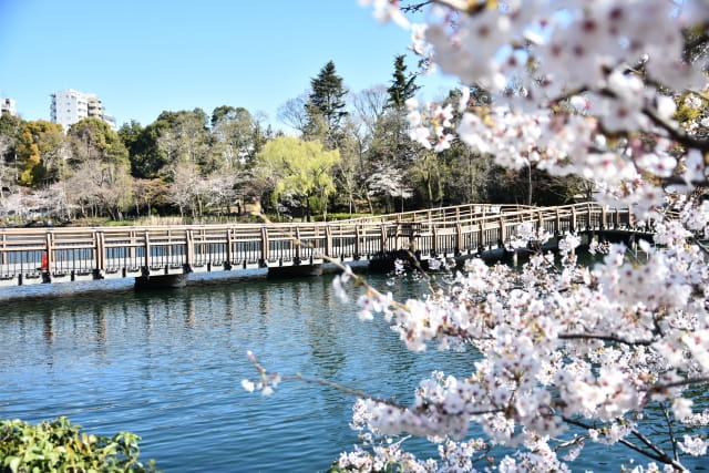 桜の枝越しに水面と橋が見える井の頭公園の春の情景（吉祥寺～永福町の“水辺の縁”をそっと巡るやさしい散歩）